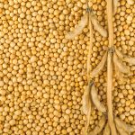 4 curiosidades sobre a proteína de soja que você precisa saber